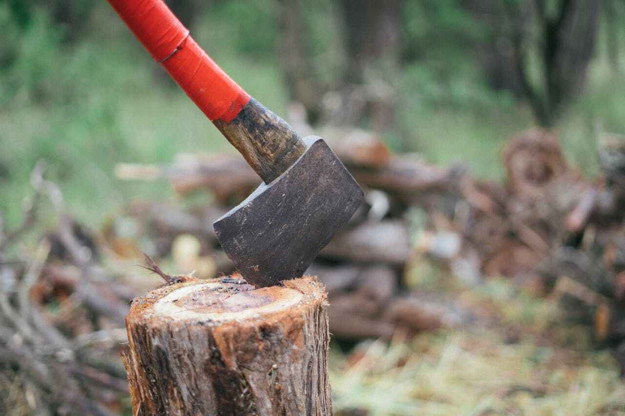 Tree Root Removal